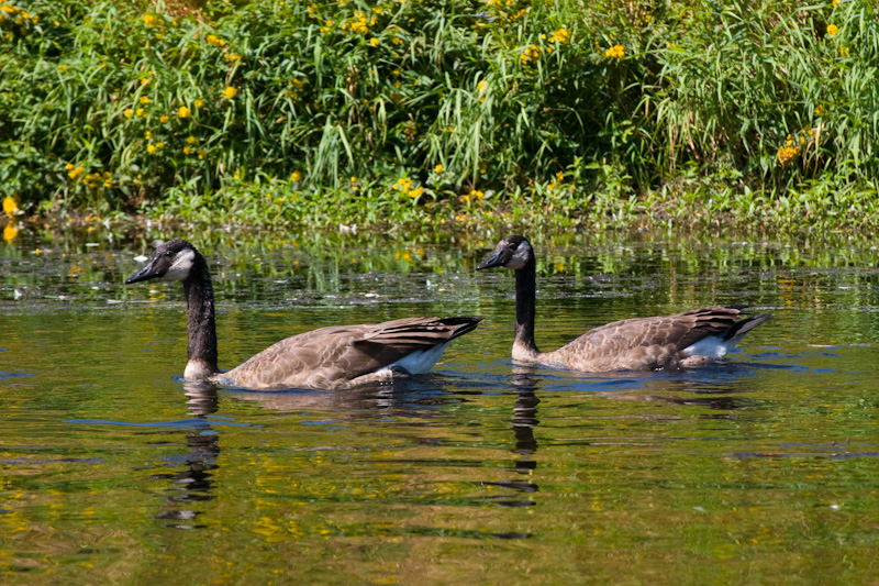 Canadian Geese